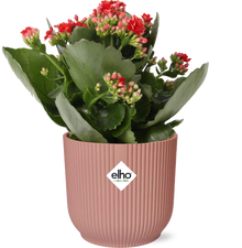 Kamerplant - Kalanchoe Rosalina Don Justino Rood - Bloeiend - Pot Ø 14cm