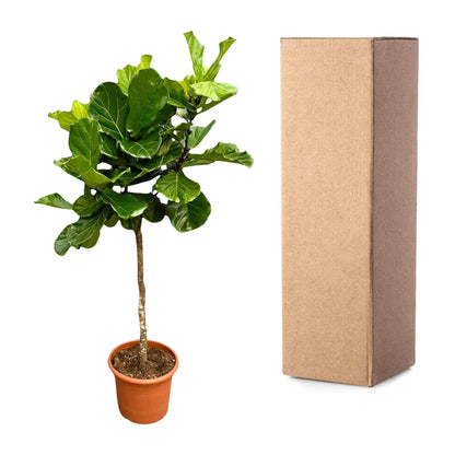 XL Kamerplant - Ficus Lyrata Boom XXL - Pot Ø 40cm Hoogte ↕ 200cm