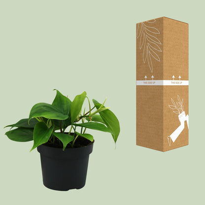 Kamerplant - Philodendron Scandens - Pot Ø 12cm Hoogte ↕ 20cm