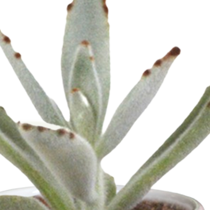 Kamerplant 15x Cactus en vetplanten mix - in witte pot - Pot Ø 5,5cm