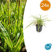 Buitenplant 24x Carex morrowii 'Aureovariegata' - Pot Ø 9cm Hoogte ↕ 10-25cm