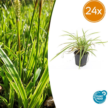 Buitenplant 24x Carex morrowii 'Aureovariegata' - Pot Ø 9cm Hoogte ↕ 10-25cm