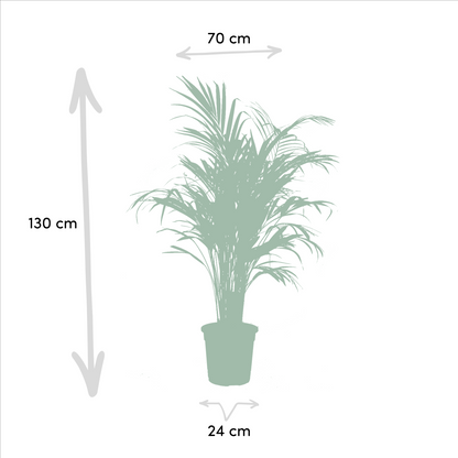Kamerplant - Areca + Yucca Combi - Pot Ø 24cm / Ø 21cm Hoogte ↕ 130cm / ↕ 100cm
