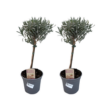 Buitenplant 2x Lavandula angustifolia Stam - Pot Ø 14cm Hoogte ↕ 45cm