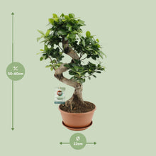 Kamerplant - Ficus Ginseng - Pot Ø 22cm Hoogte ↕ 60cm