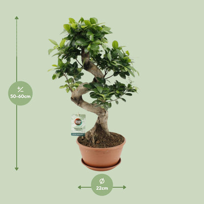 Kamerplant - Ficus Ginseng - Pot Ø 22cm Hoogte ↕ 60cm