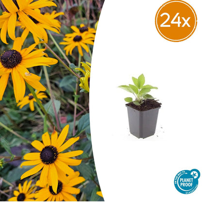 Buitenplant 24x Rudbeckia fulgida 'Goldsturm' - Bloeiend - Pot Ø 9cm Hoogte ↕ 10-25cm