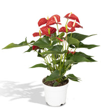 Kamerplant - Anthurium Red - Pot Ø 17cm Hoogte ↕ 55cm