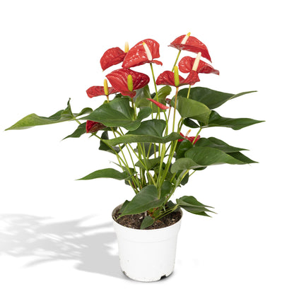 Kamerplant - Anthurium Red - Pot Ø 17cm Hoogte ↕ 55cm