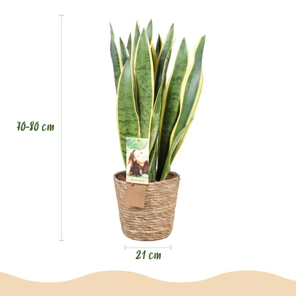 Green BoutiQ - Green is... Kamerplanten - Sansevieria Laurentii - Vrouwentong - Weinig onderhoud - met mand - Groen - 1 Plant - Pot 21cm - Hoogte 70-80cm