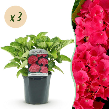 Buitenplant 3x Hortensia Hydrangea macrophylla Rood - Bloeiend - Pot Ø 17cm Hoogte ↕ 30cm