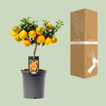 Kamerplant - Citrus Mandarin - Pot Ø 16cm Hoogte ↕ 45cm