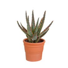 Kamerplant - Aloë zebrina - Pot Ø 10,5cm