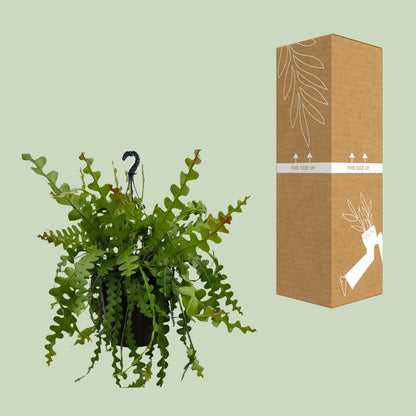 Kamerplant - Epiphyllum Anguliger - Hangplant - Pot Ø 25cm Hoogte ↕ 60cm