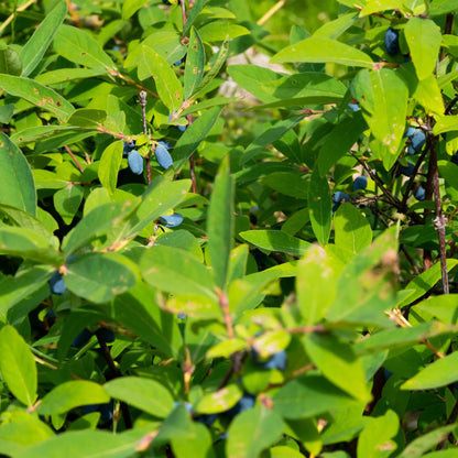 Buitenplant 2x Lonicera caerulea Kamchatika - Honingbes - Pot Ø 15cm Hoogte ↕ 50cm