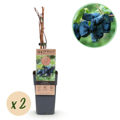 Buitenplant 2x Lonicera caerulea Kamchatika - Honingbes - Pot Ø 15cm Hoogte ↕ 50cm