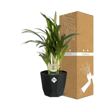 Kamerplant - Dypsis Lutescens (Areca) - Pot Ø 14cm