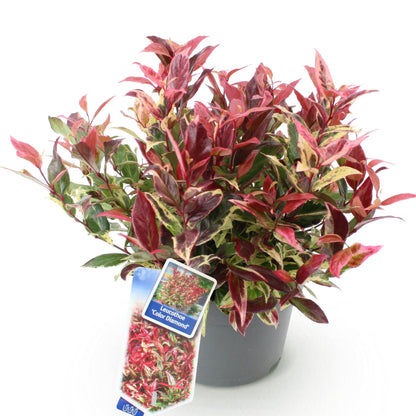 Buitenplant - Leucothoe Colour Diamond - Groenblijvend - Pot Ø 17cm Hoogte ↕ 45cm