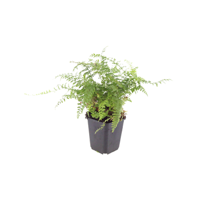 60x Polystichum set. 'Herrenhausen'- ↕10-25cm - Ø9cm