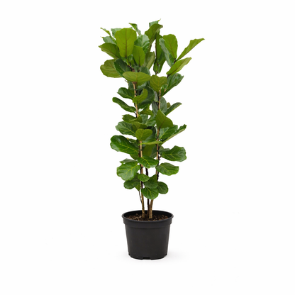 XL kamerplant - Ficus Lyrata struik - Pot Ø 27cm Hoogte ↕ 160cm