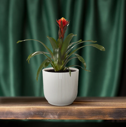 Kamerplant - Guzmania Happiness - Pot Ø 12cm Hoogte ↕ 45cm