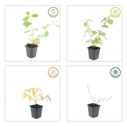 Buitenplant 24x Cornus sang. 'Anny's Winter Orange' - Pot Ø 9cm Hoogte ↕ 10-25cm