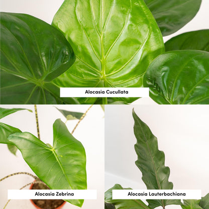Kamerplant - Alocasia Mix (Zebrina, Cucullata, Lauterbachiana) - Pot Ø 19cm Hoogte ↕ 60-75cm