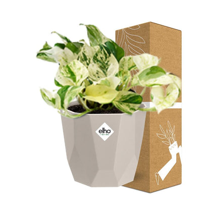 Kamerplant - Epipremnum Pinnatum Happy Leaf - Pot Ø 14cm