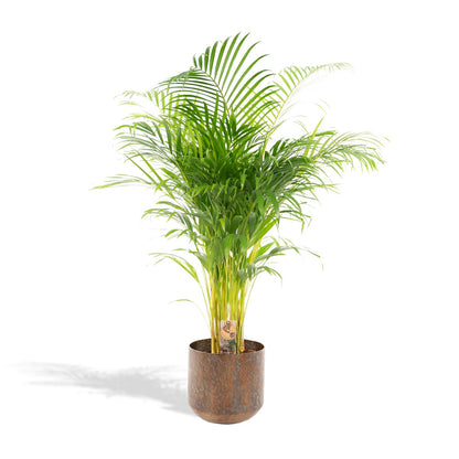 XL kamerplant - Areca Palm - Pot Ø 24cm Hoogte ↕ 130cm