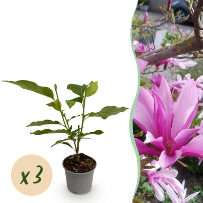 Buitenplant 3x Magnolia Susan - Bloeiend - Pot Ø 12cm Hoogte ↕ 30cm