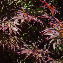 Buitenplant - Acer palmatum Trompenburg - Bladverliezend - Pot Ø 19cm Hoogte ↕ 70cm