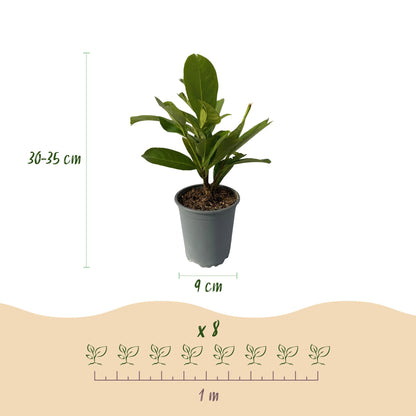 Buitenplant 8x Prunus laurocerasus Rotundifolia - Groenblijvend - Pot Ø 9cm Hoogte ↕ 30-35cm