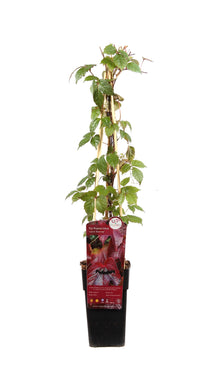 Buitenplant - Parthenocissus tricuspidata 'Veitch Boskoop' - Pot Ø 15cm Hoogte ↕ 65cm