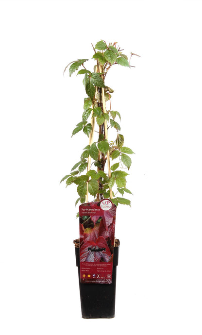 Buitenplant - Parthenocissus tricuspidata 'Veitch Boskoop' - Pot Ø 15cm Hoogte ↕ 65cm