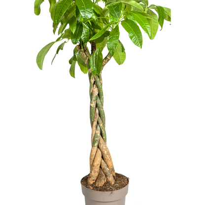 XL kamerplant - Pachira Aquatica - Pot Ø 30cm Hoogte ↕ 160-180cm