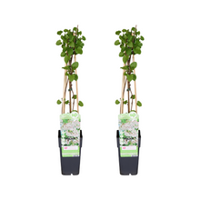 Buitenplant 2x Fallopia baldschuanica - Klimplant - Pot Ø 15cm Hoogte ↕ 65cm