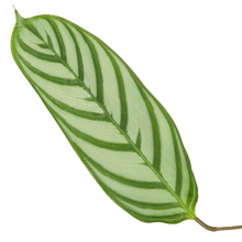 Kamerplant - Calathea Compactstar - Pot Ø 19cm Hoogte ↕ 80cm
