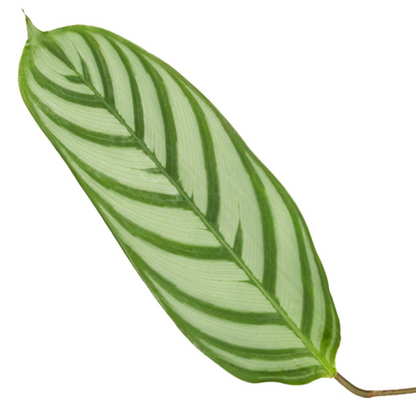 Kamerplant - Calathea Compactstar - Pot Ø 19cm Hoogte ↕ 80cm