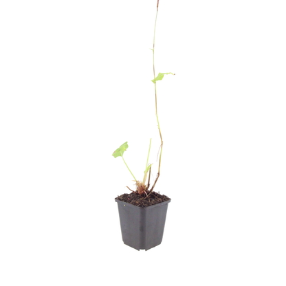 24x Persicaria bistorta 'Superba' - ↕10-25cm - Ø9cm