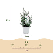 Buitenplant 2x Eucalyptus gunnii - Winterhard - Pot Ø 17cm Hoogte ↕ 40cm