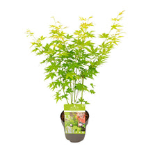 Buitenplant - Acer palmatum 'Going Green' - Pot Ø 15cm Hoogte ↕ 30cm