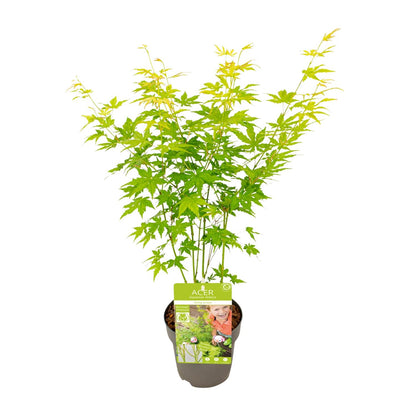 Buitenplant - Acer palmatum 'Going Green' - Pot Ø 15cm Hoogte ↕ 30cm