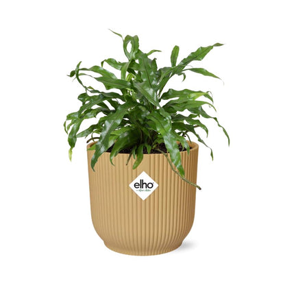Kamerplant - Microsorum Diversifolium - Pot Ø 14cm