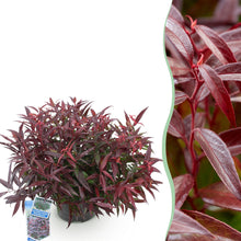 Buitenplant - Leucothoe 'Burning Love' - Groenblijvend - Pot Ø 17cm Hoogte ↕ 45cm