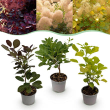 Buitenplant 3x Cotinus coggygria 'Tricolour' - Pot Ø 12cm Hoogte ↕ 35cm