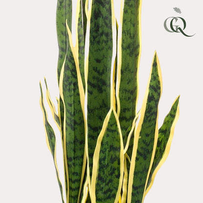 Kunstplant - Sanseveria Trifasciata - Vrouwentong - Hoogte ↕ 97cm
