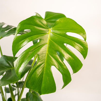 Kamerplant - Monstera Deliciosa - Pot Ø 21cm Hoogte ↕ 80cm