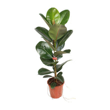 Kamerplant - Ficus Elastica Robusta - Pot Ø 21cm Hoogte ↕ 95cm