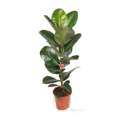 Kamerplant - Ficus Elastica Robusta - Hoogte ↕ 35-95cm