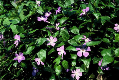 Buitenplant 6x Vinca major - Groenblijvend - Pot Ø 9cm Hoogte ↕ 10-25cm